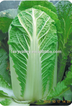Hybrid Cabbage seeds for growing-Beijing New No.3