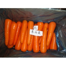 Nova cenoura fresca com certificação GAP