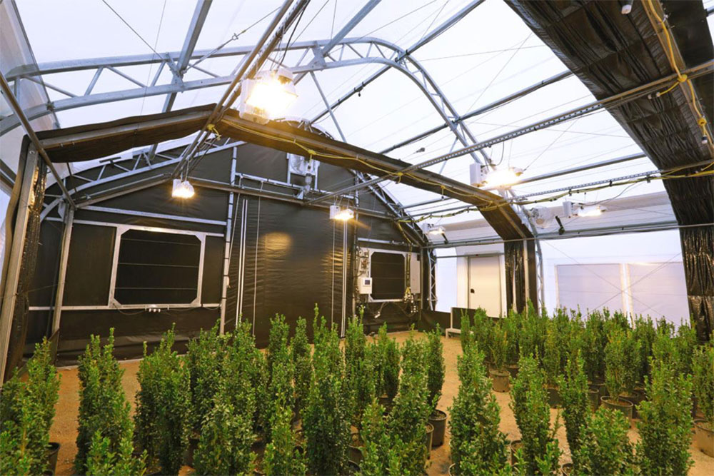 Most Popular light deprivation greenhouse