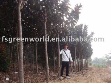 Ficus elastica trees