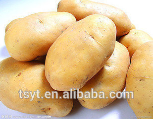 fresh potato ,bulk potato,fresh yellow potato