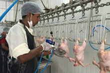 Poultry products lung removal nozzle