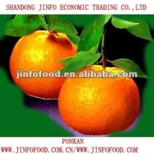 Fresh Chinese Ponkan