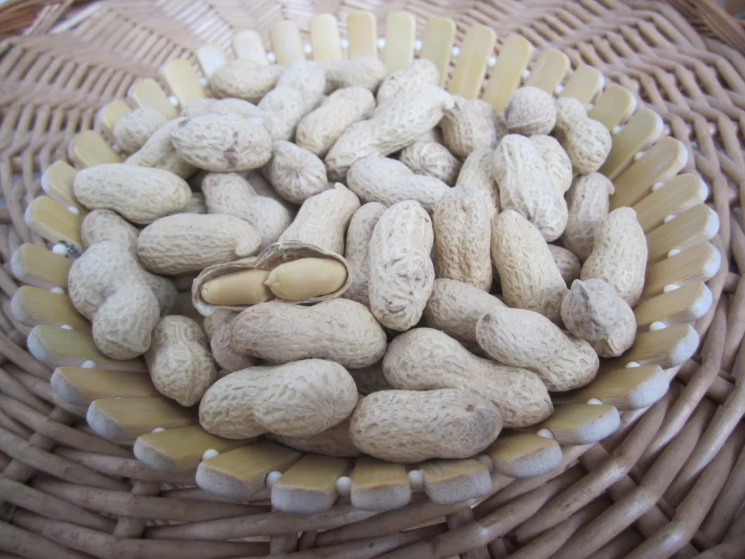 Roasted Chinese Origin Groundnut Good Quality Bulk Price