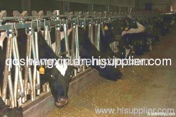Cattle Equipment Cow Headlocks 