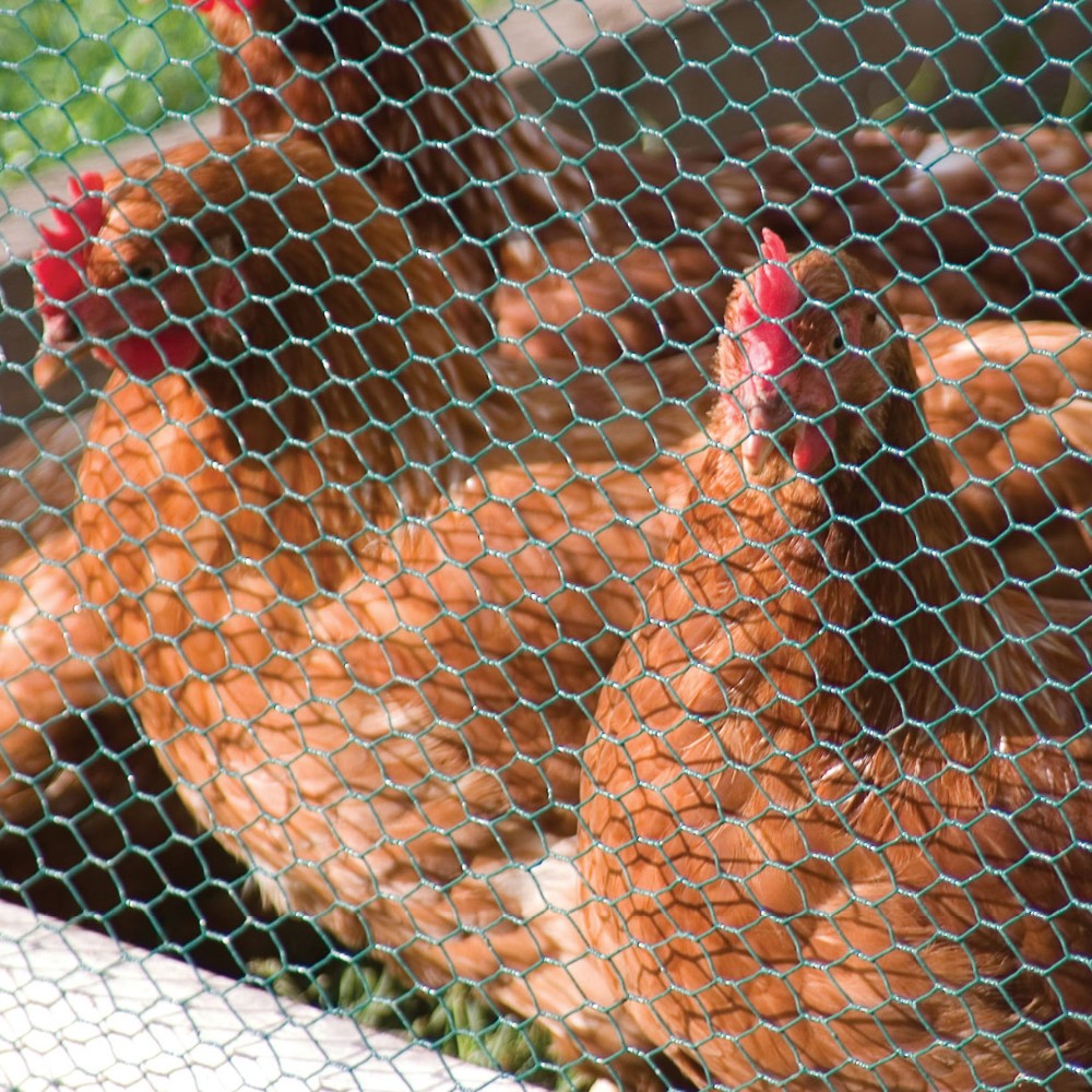 hexagonal wire mesh, chicken wire for bird cage, poultry wire chicken wire