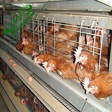 galvanized strong structure chicken cage for farming