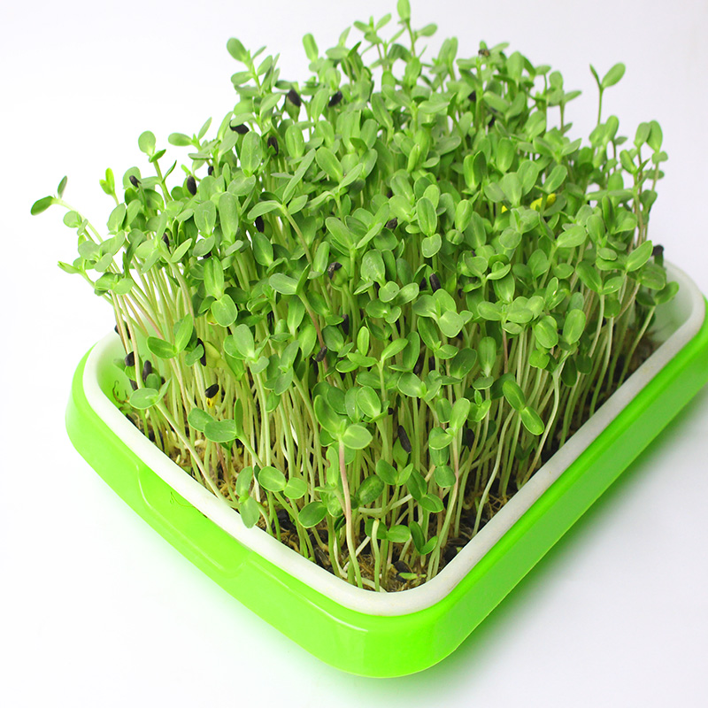 تنمو Microgreens المائي المائي في الشتلات صينية للبيع