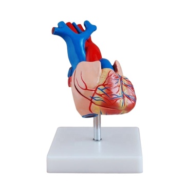 DARHMMY Life-Size Anatomical Human Heart Model for Medical Education