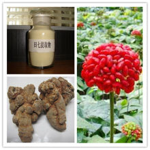 Natural Pure Radix Notoginseng P.E. Total Ginsenoside