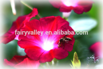 Red morning glory seeds for Sale