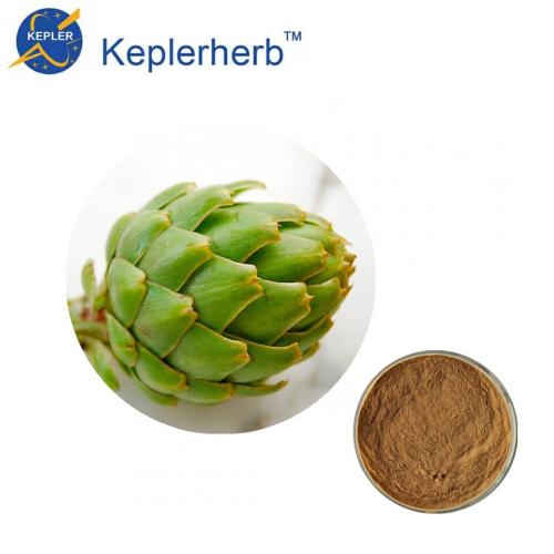 ISO Factory top quality 10:1 Artichoke extract