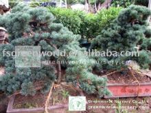 Pinus bonsai trees