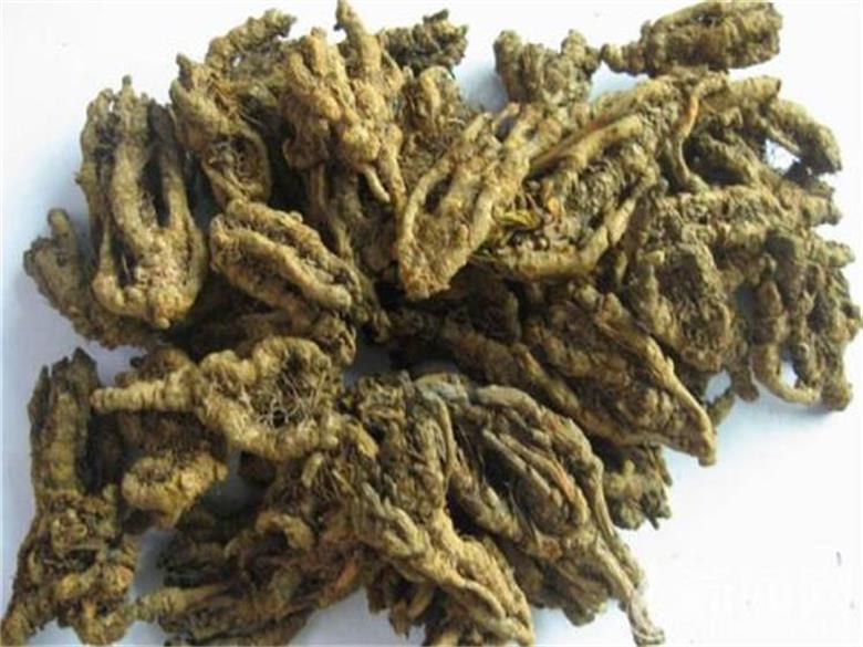 coptis chinensis wortel extract