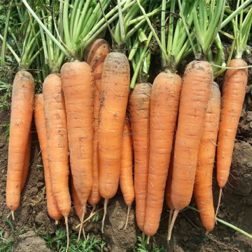 Op carrot seeds in vegetable seeds