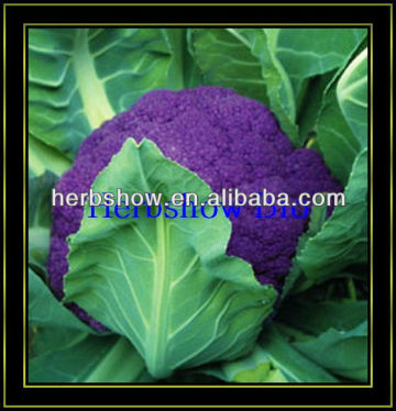 2016 F1 Hybrid Cauliflower seeds/broccoli seeds