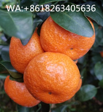 Natural Riped Shantang Orange