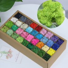 Wholesale Real Moss Stabilized Artificial Irish Reindeer Preserved Moss in Box - Forest Factory Price