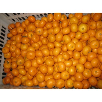 Nanfeng Fresh Baby Mandarin