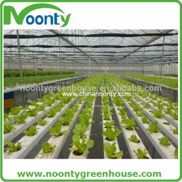 Lettuce Greenhouse Hydroponics Growing