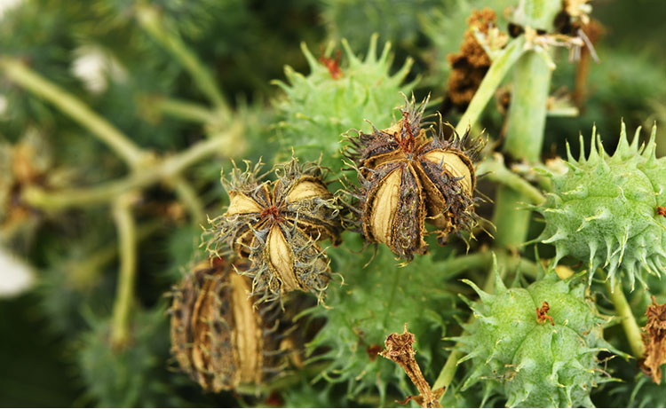 Huile de ricin 100% naturelle pour la croissance des cheveux