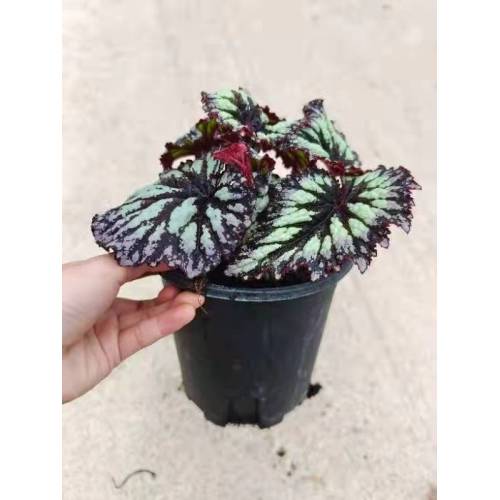 good price begonia 3 plants