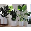 Large Plant Pot for Living Room