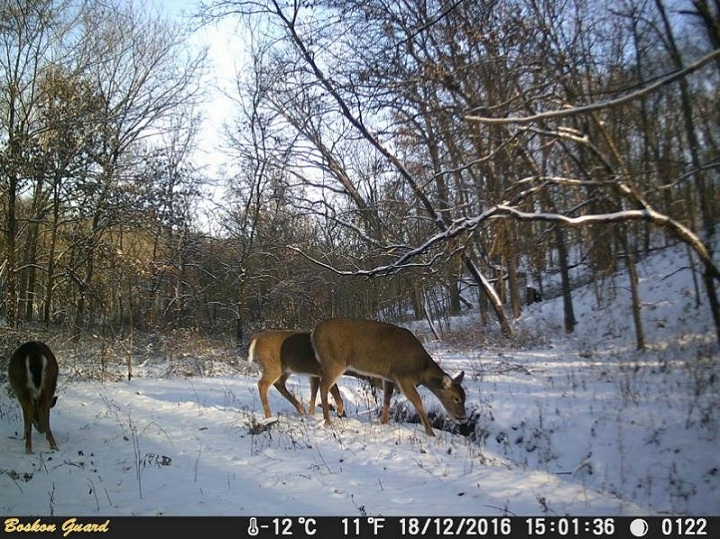 wildlife camera