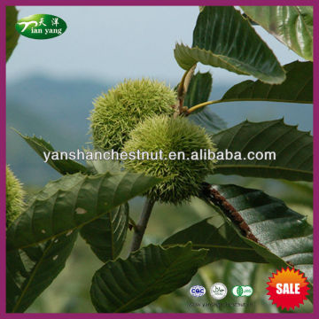 Organic Best Sweet Fresh Raw Chinese Chestnut