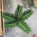 Cycas revoluta 140# A CLASS