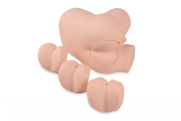 Rectal Examination Training Model