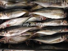 Frozen Horse Mackerel Block quick frozen