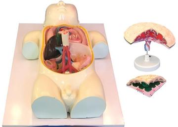 Fetal blood circulation and placental model (3 parts)