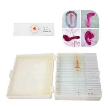 Chick Embryo Development and Microorganism Prepared Microscope Slides Educational Equipment