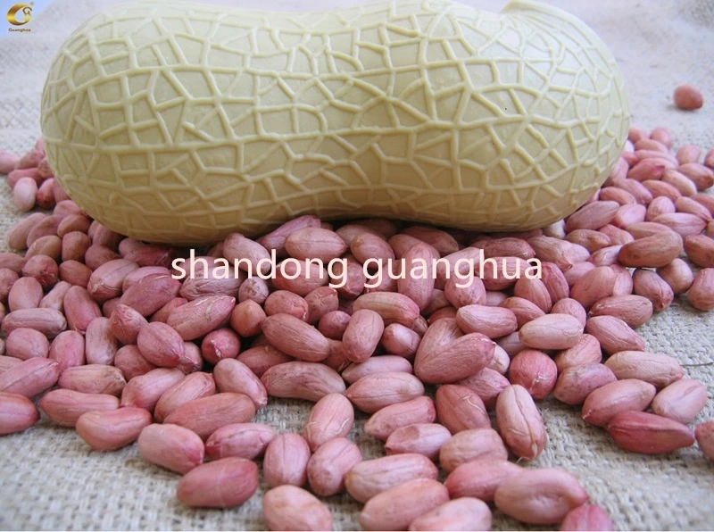 New Crop Healthy Long Round Shape Good Color Peanut Kernels