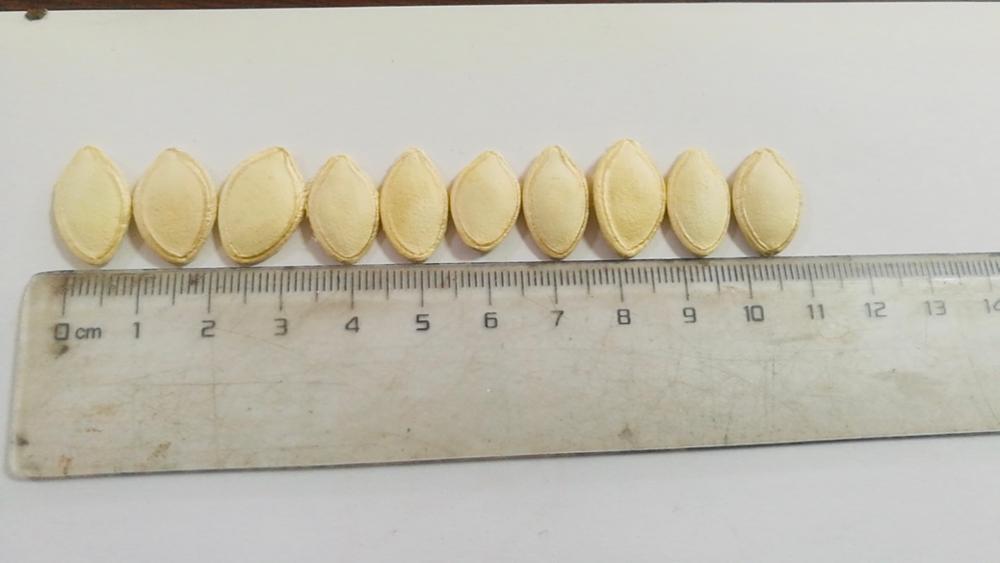 Chinese hulled shine skin snow white pumpkin seeds kernels squash seeds