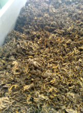 coptis chinensis coptis rhizome