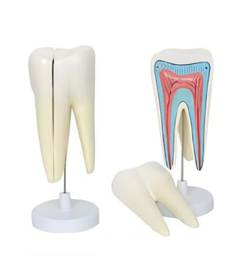 The molar structure model