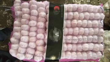 Fresh pure white garlic 5.5cm half pound