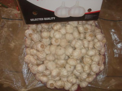 Good Quality Pure White Garlic 10kg Loose Carton