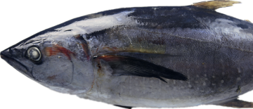 Whole Round Frozen Tuna Fish