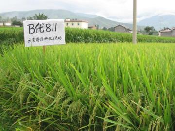 High-quality natural rice seeds