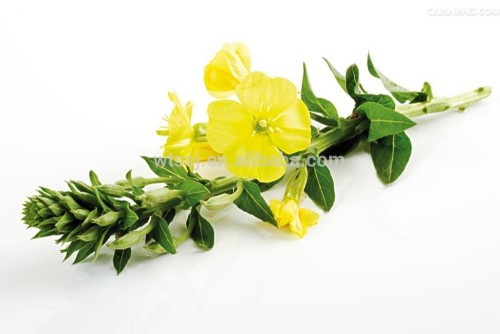 Evening Primrose Oil