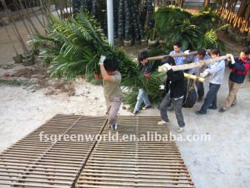 phoenix canariensis palm