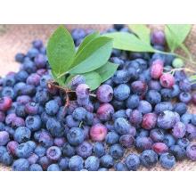 (European Bilberry Extract) -High Quality CAS 84082-34-8 European Bilberry Extract