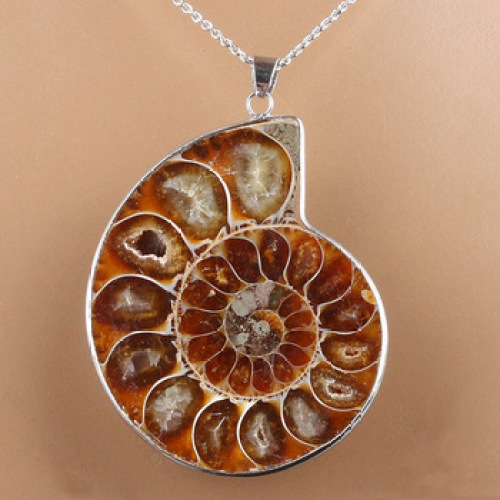 Natural Shell Nautilus wrapped in silver necklace