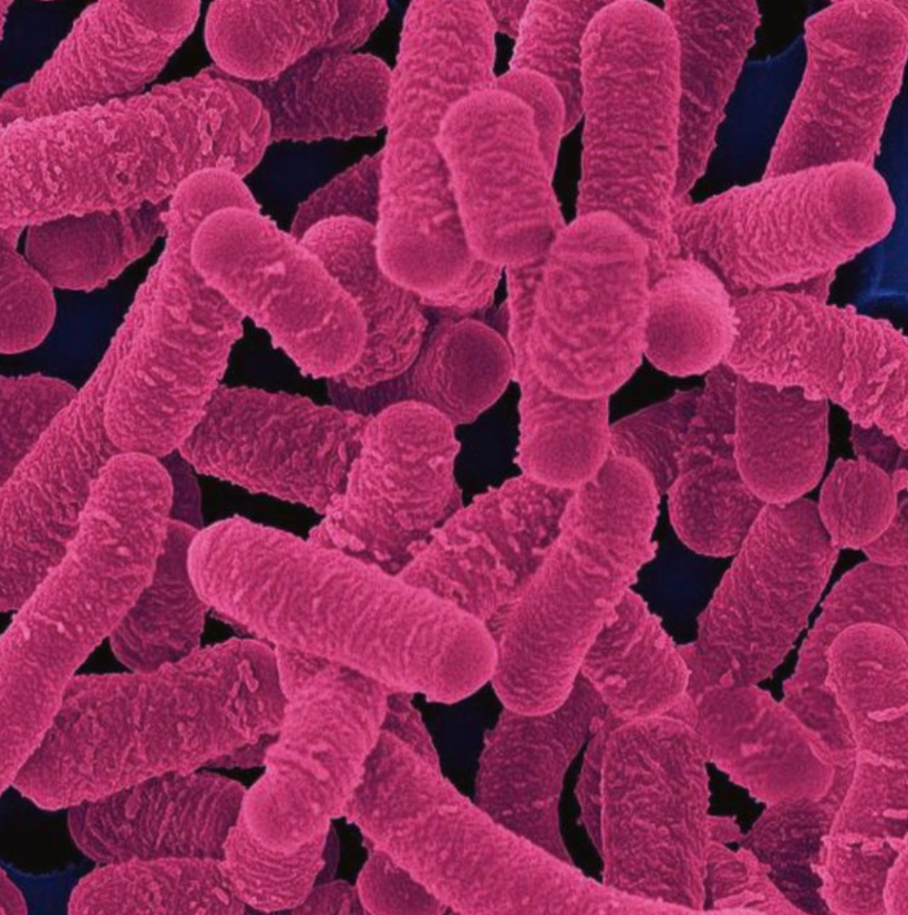 Lactobacillus salivarius de calidad alimentaria Food Grade Lactobacillus Salivarius
