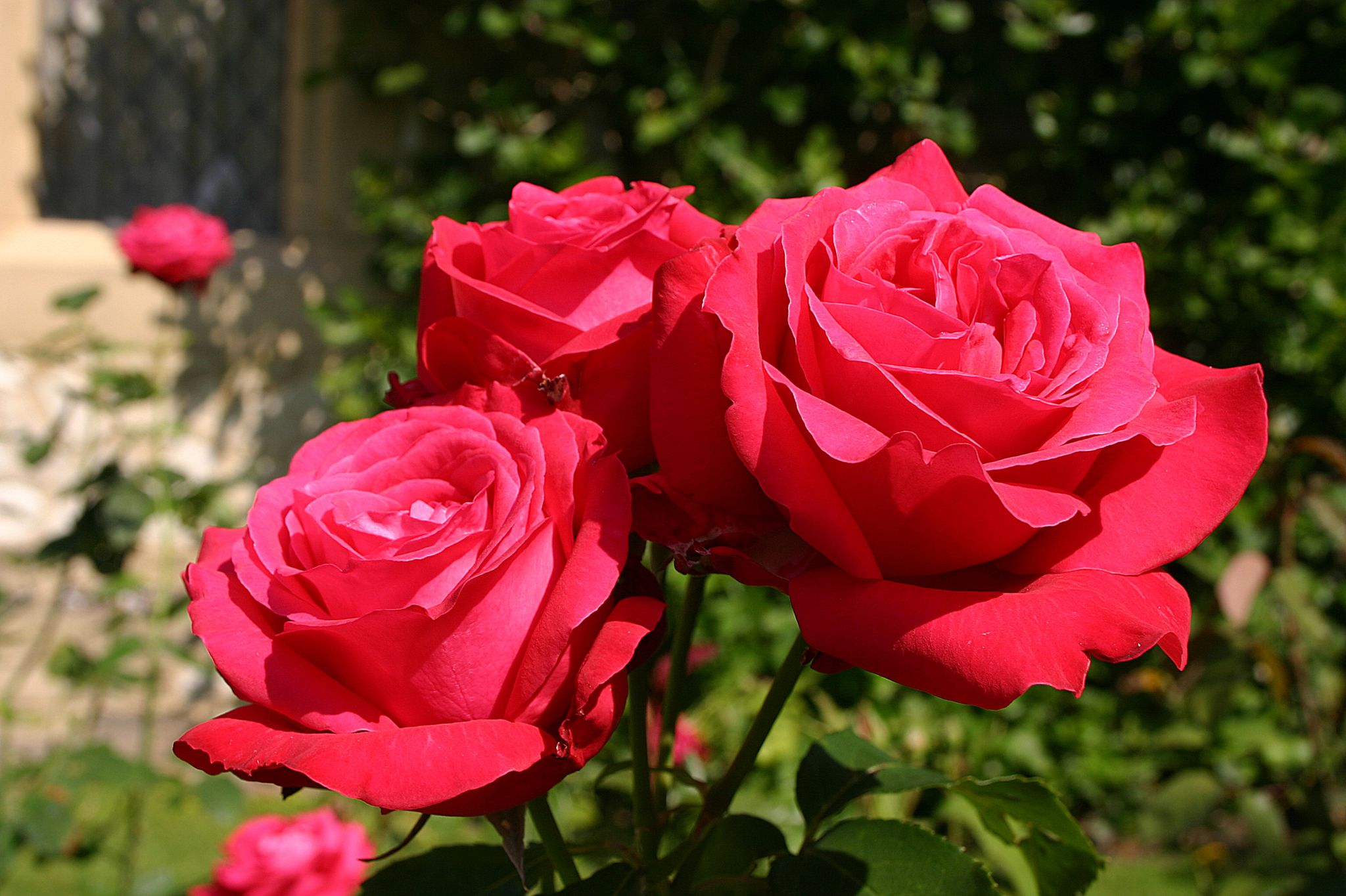 Alecs-Red-Rose-1