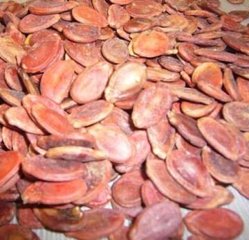 Chinese red watermelon seeds