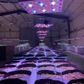 Phlizon Full Spectrum Cob Led Grow Lights US